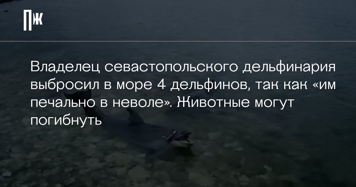     Владелец севастопольского дельфинария выбросил в море 4 дельфинов, так как «им печально в неволе». Животные могут погибнуть