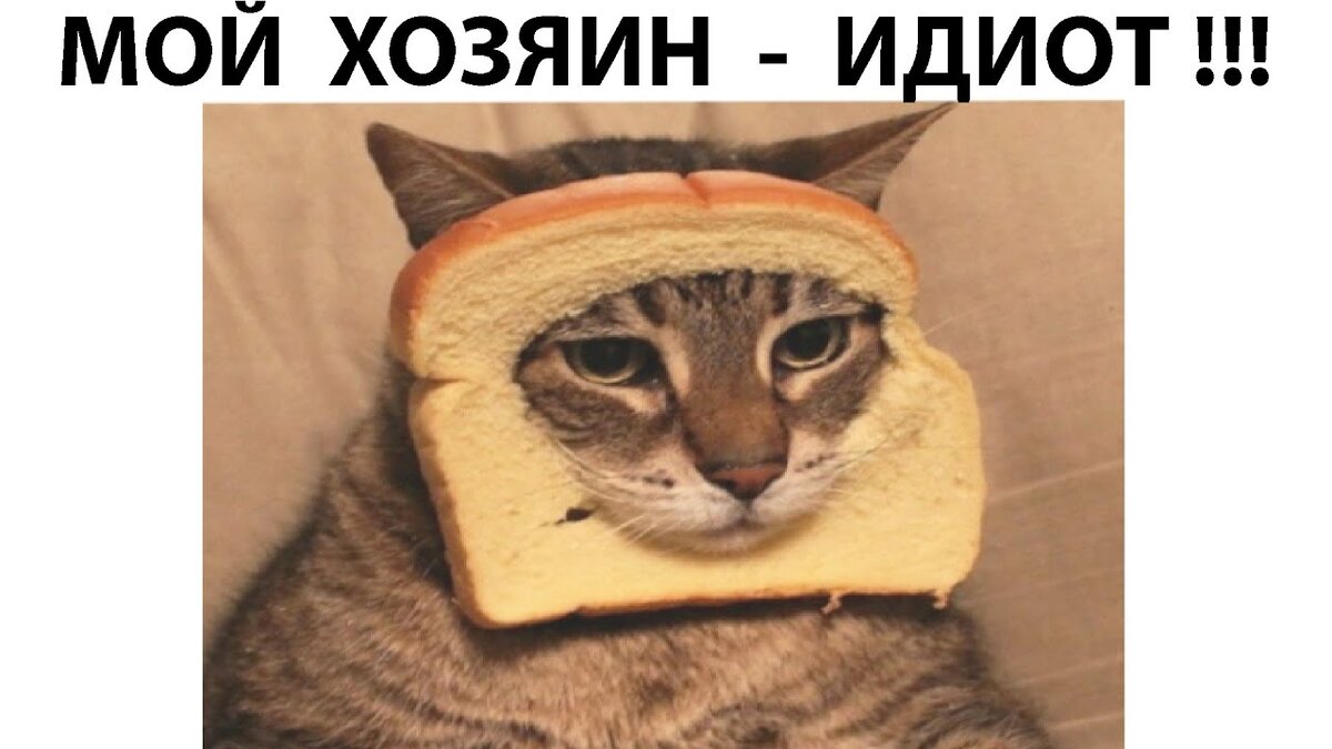 бедный кот