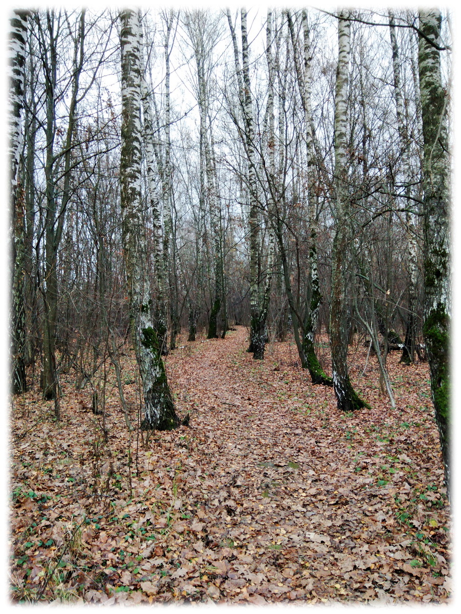 Дорога домой