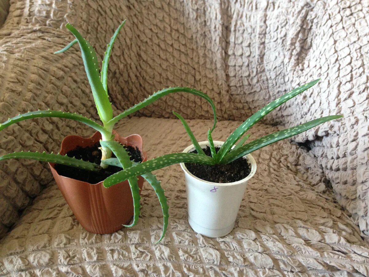 Детки моих алоэ.