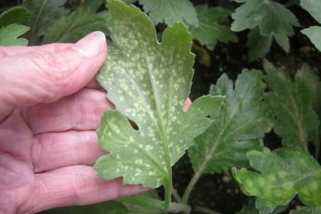 мучнистая роса