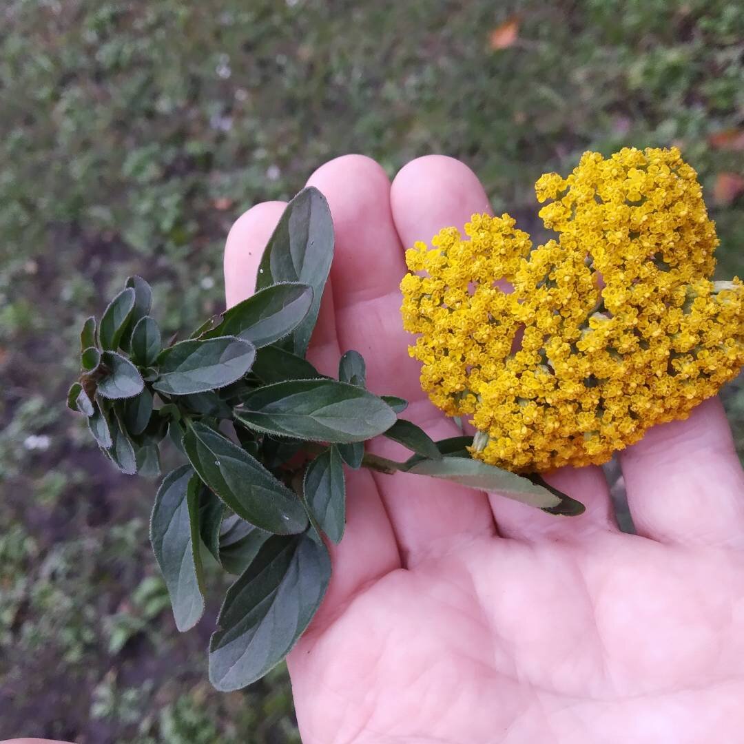 Душица и тысячелистник