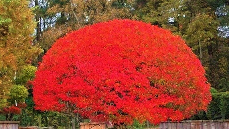 Осенняя листва Энкиантуса.