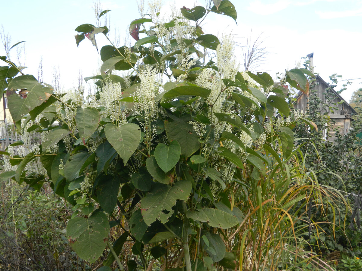 Горец сахалинский или гречиха сахалинская, Polygonum sachalinense