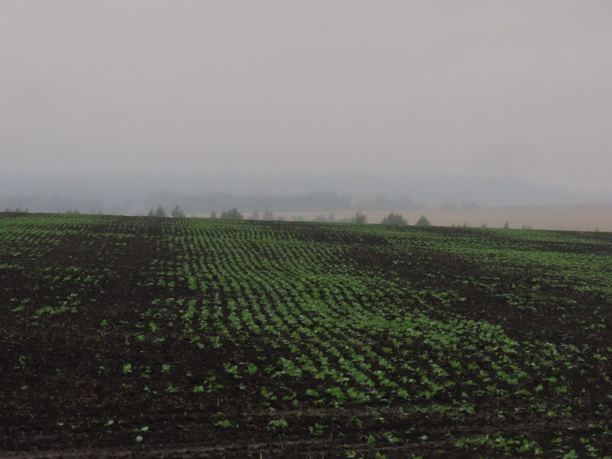 Где-то среди рязанских чернозёмов...