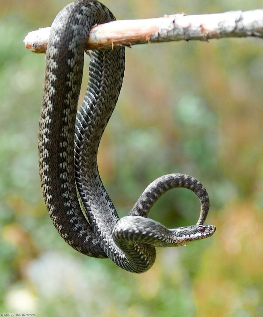 Snake по русски. Обыкновенная гадюка. Змеи гадюка. Змея гадюка обыкновенная. Vipera berus гадюка.