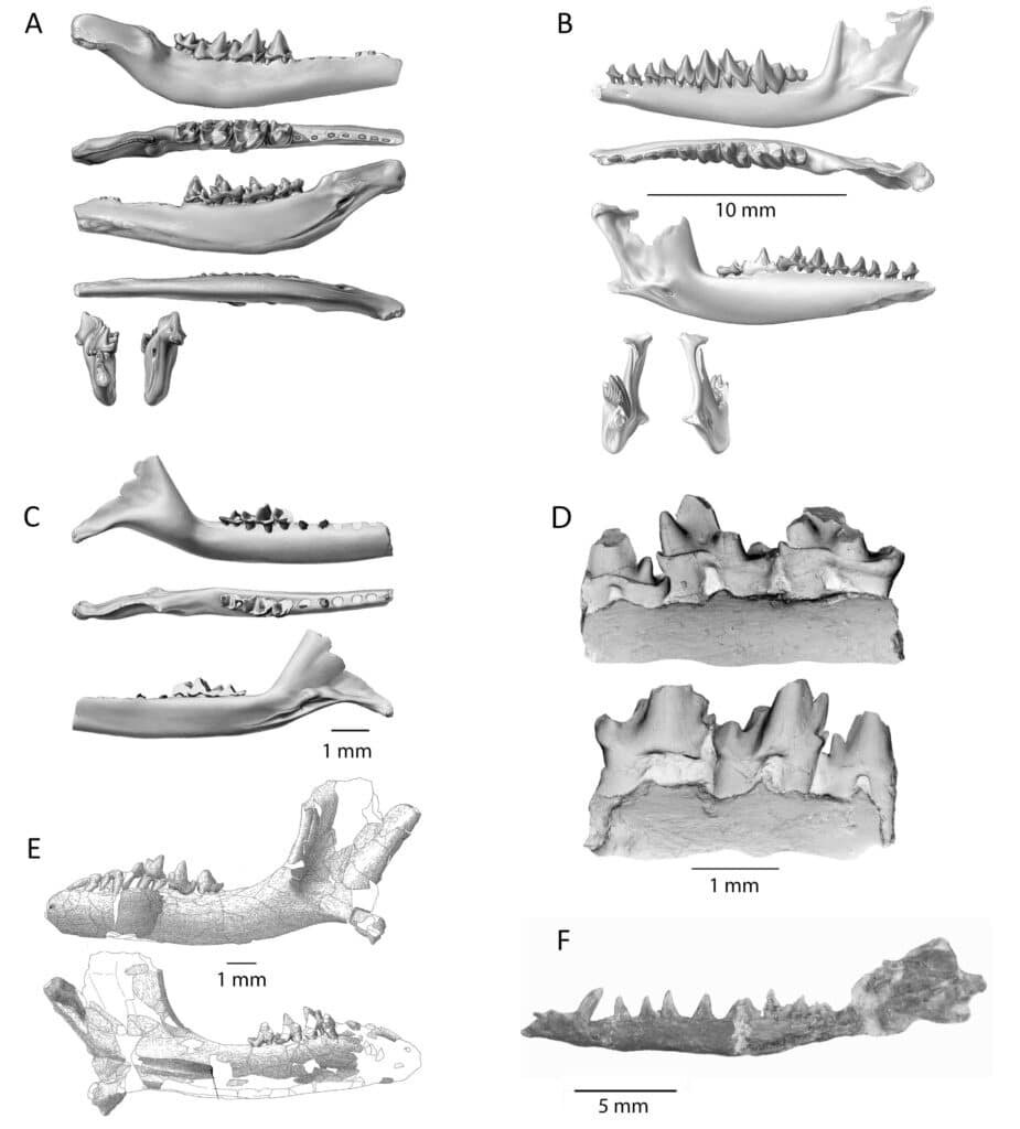    Кости первых млекопитающих — всего лишь обломки целых скелетов / ©Australian Museum