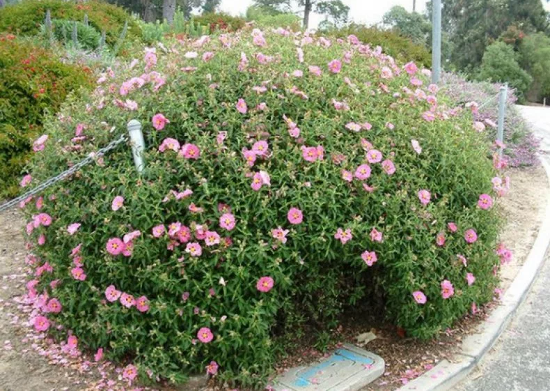 Фото с сайта agronomu.com. Использовано для примера. 