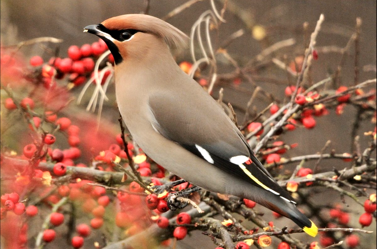 Средняя длина этой птички-невелички 20 сантиметров, а вес – шестьдесят граммов. Фото: radikal-photo.ru