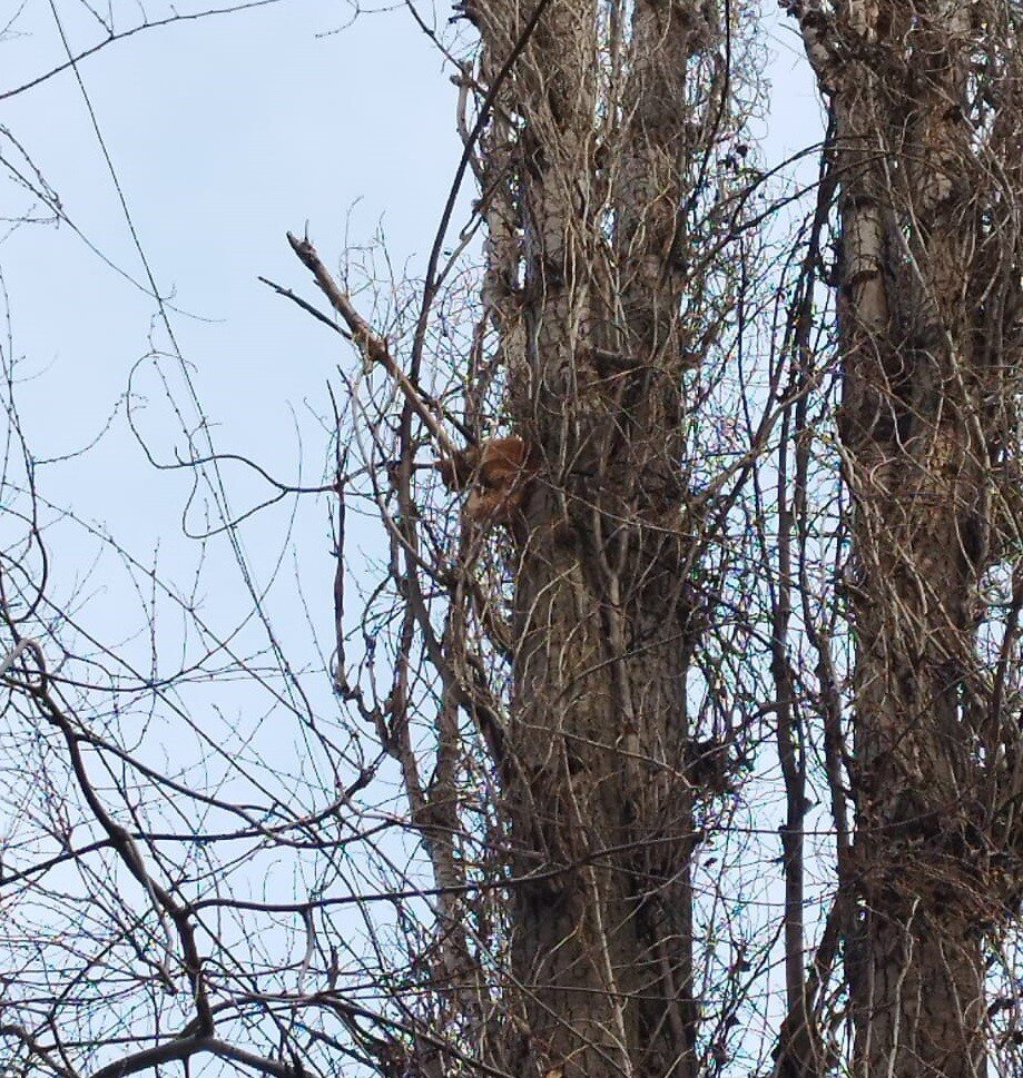      В Волжском спасли рыжего кота
