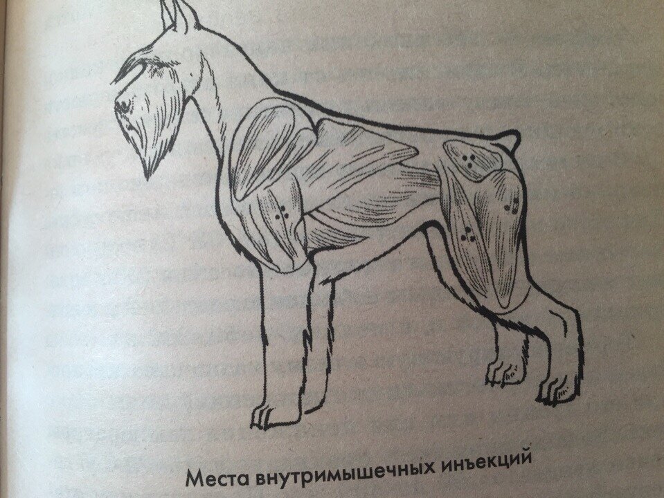  Близятся Новогодние праздники, что может привести к необходимости самостоятельно произвести данную манипуляцию. Например: 1. собаке назначили лечение, а вы собрались на дачу. 2.-2