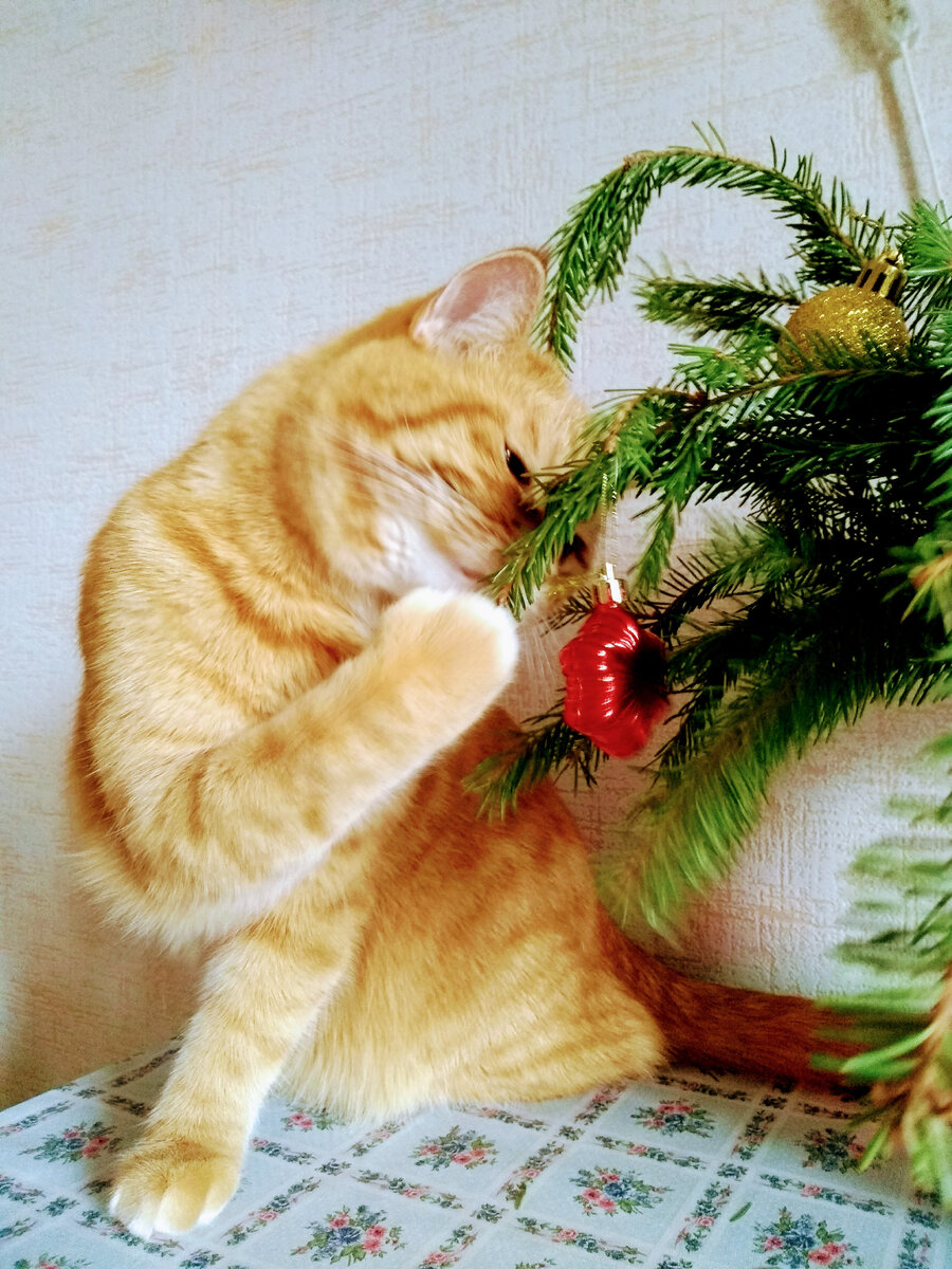 кот Микки личное фото