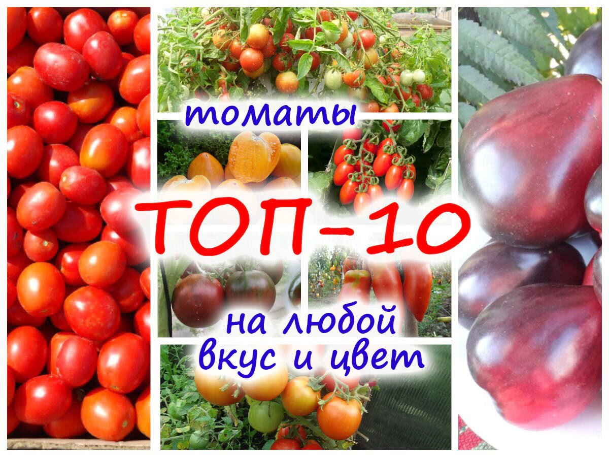 ТОП-10 лучших томатов: выбирайте цвет, размер и сроки плодоношения!