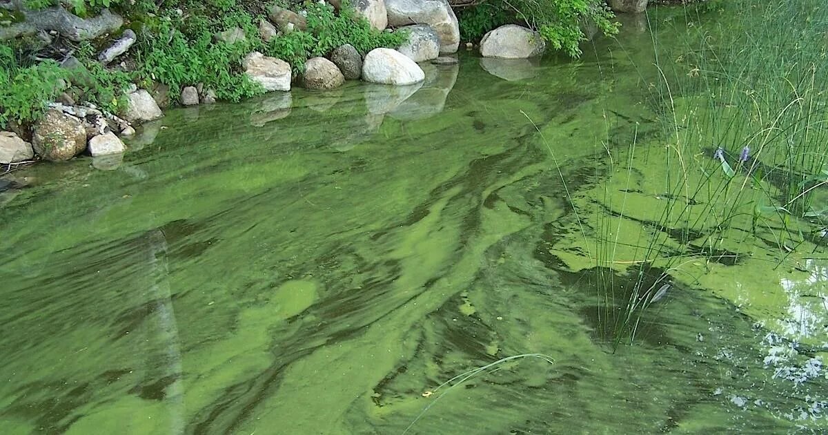 Пруд, полностью захваченный сине-зелеными водорослями