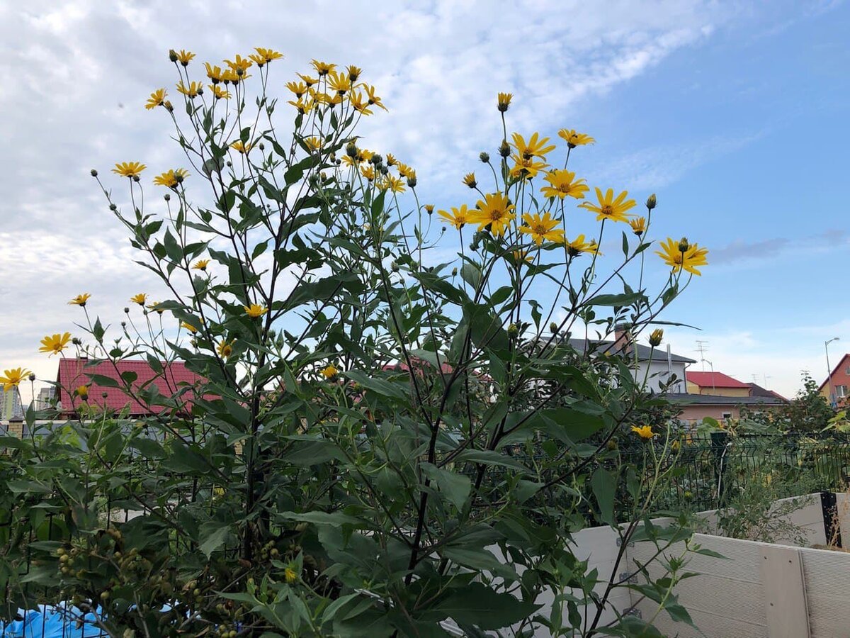 Топинамбур