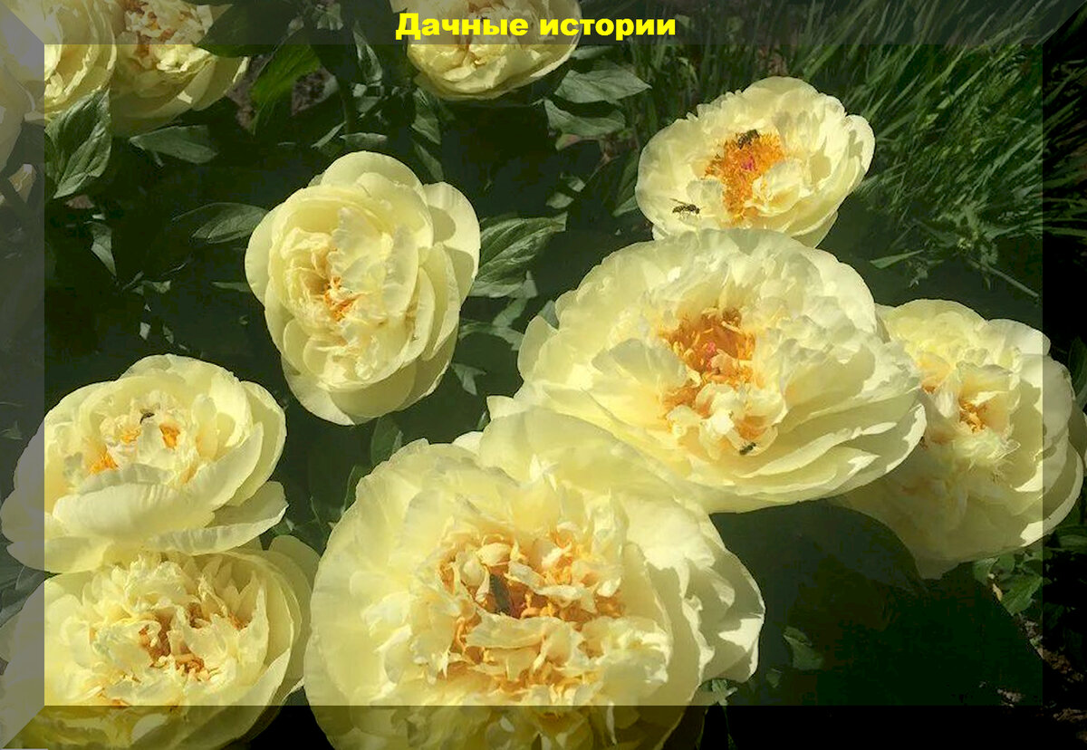 Пион молочноцветковый шифон парфе. Chiffon parfait пион. Пион сорт шифон. Пион сорт шифон. Пион сорт шифон.