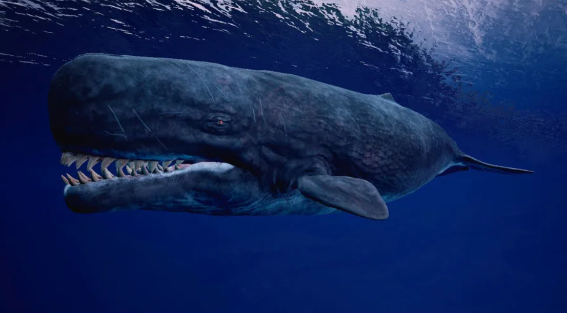 Предок из глубины. Гигантская акула мегалодон. Древние акулы геликоприон. Мегалодон против тиранозавра. Мегалодон акула монстр.
