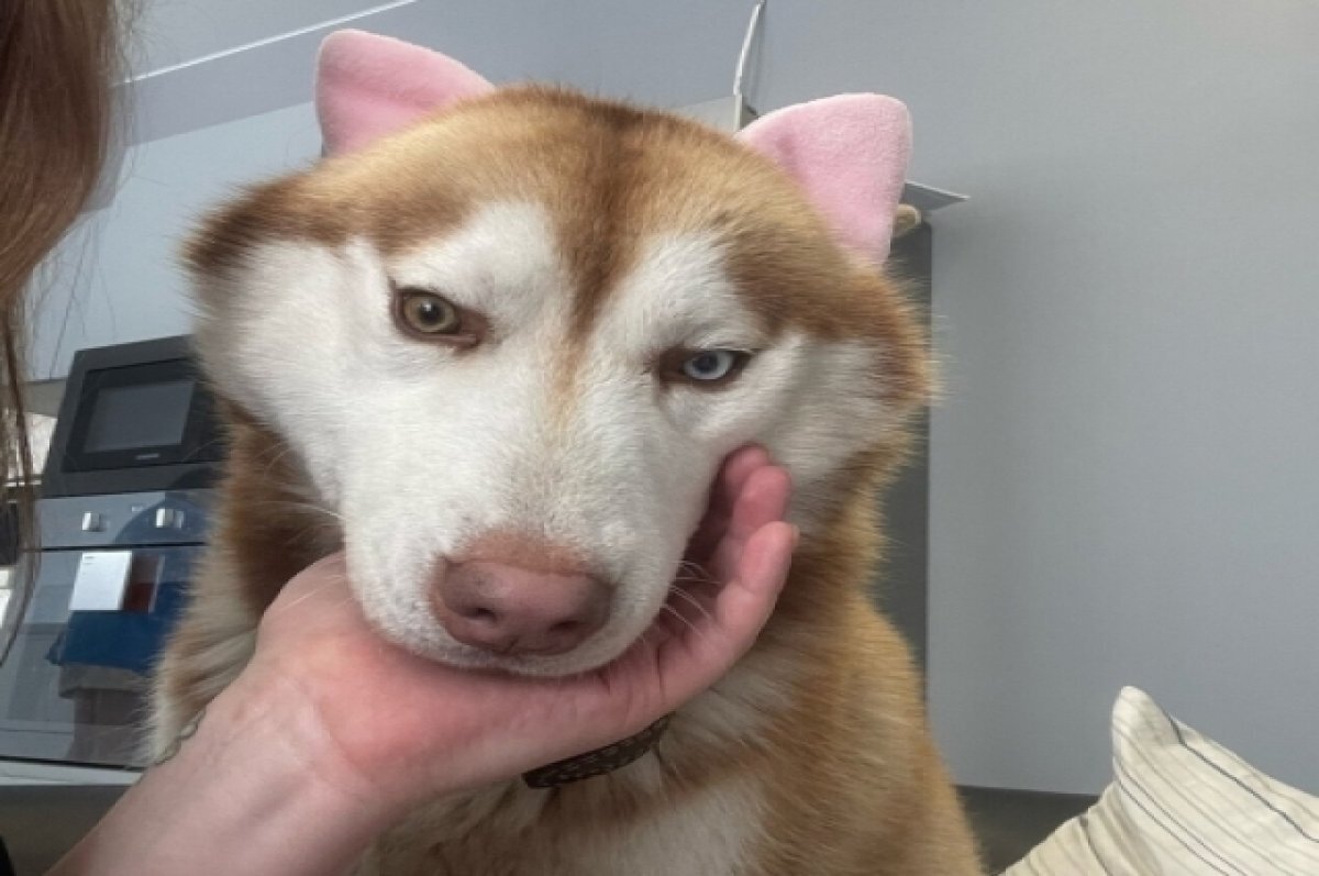    «Мой крик слышала вся округа». В Самаре бродячие собаки загрызли хаски