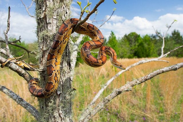 Источник: serpent-pantherophis.com