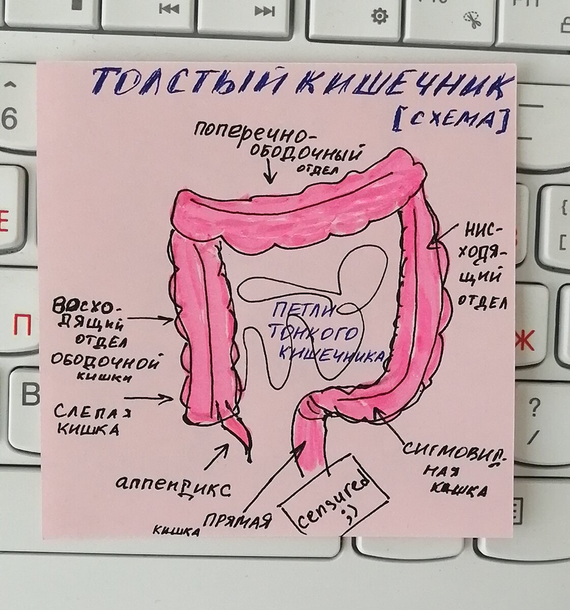 Колит - диагноз, требующий уточнения. | Страничка гастроэнтеролога | Дзен