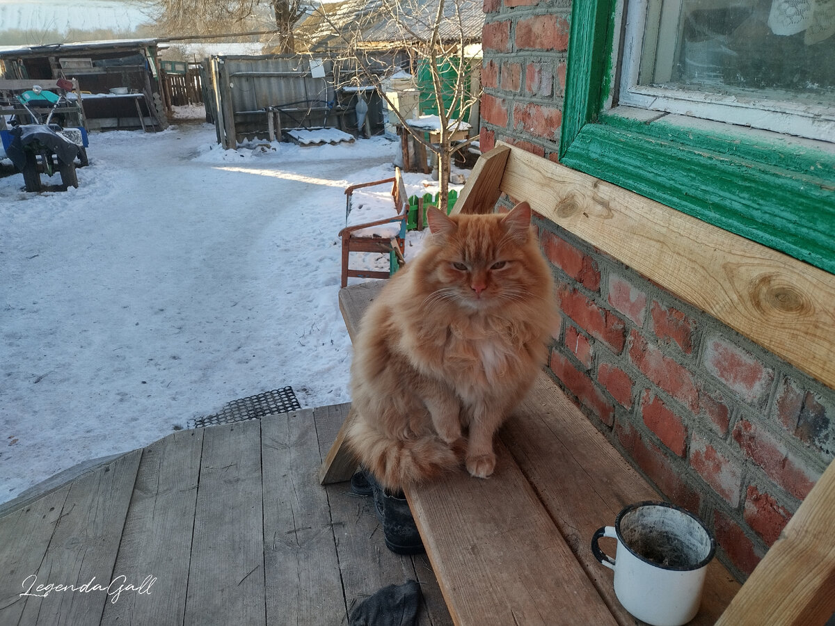 Всеобщий любимец