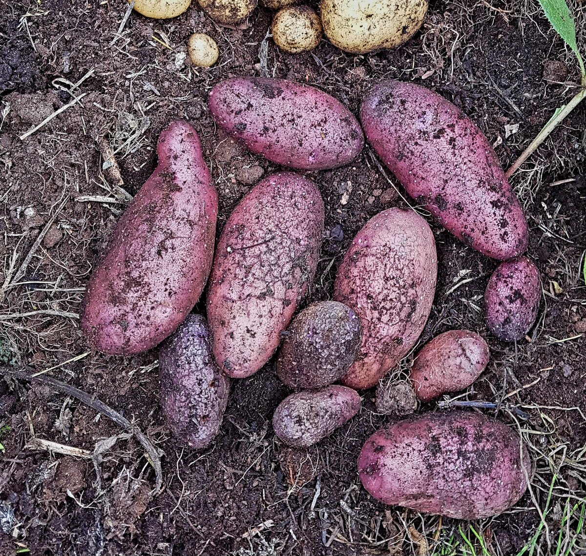 Time fries when you have potatoes: recipes from 1796 / Article