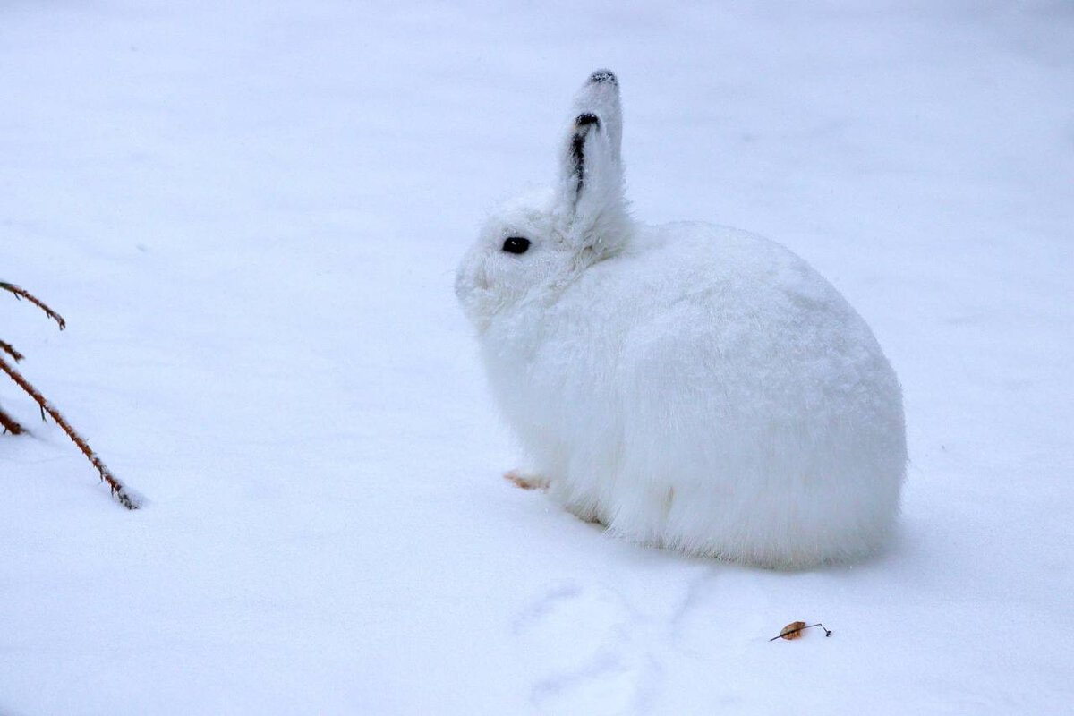 Заяц в снегу арт11