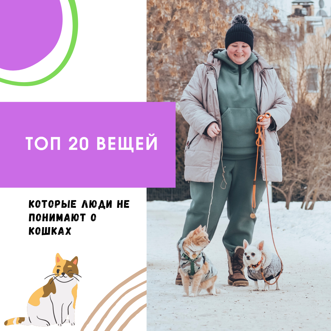 Почему мой кот делает это? Топ 20 вопросов и ответов! | Дневник кошатницы |  Дзен