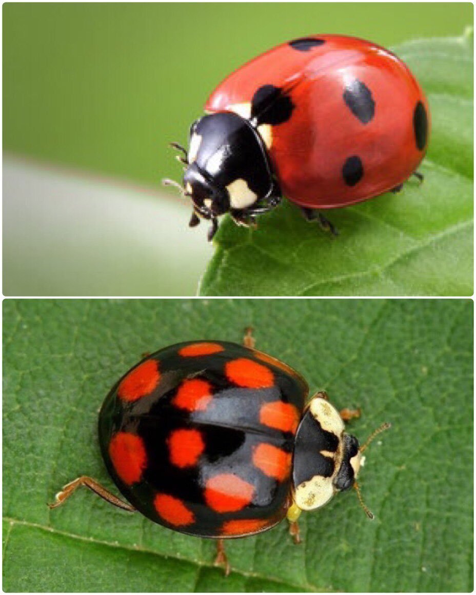 Божья коровка черные точки. Божья коровка Harmonia axyridis. Черная Божья коровка Арлекин. Азиатская Божья коровка Арлекин. Черный Жук Божья коровка.