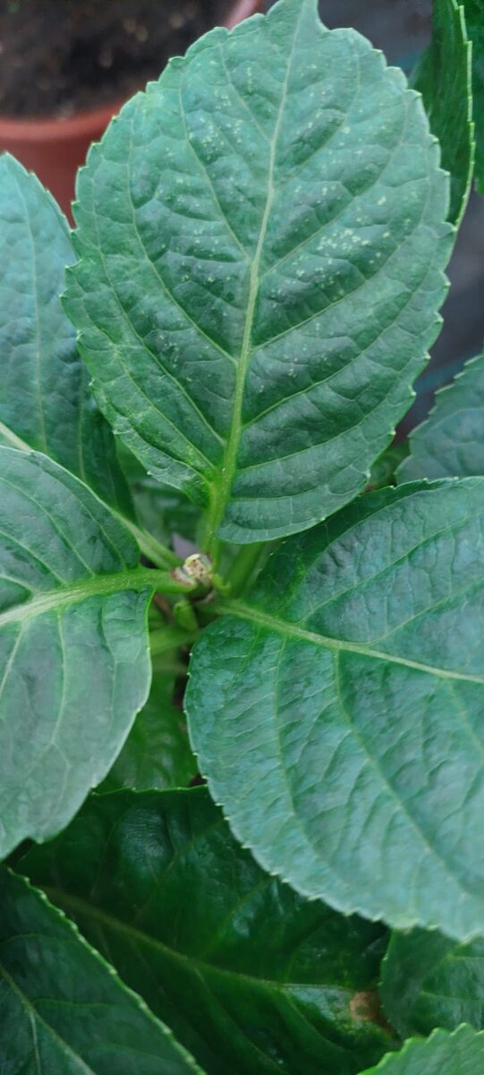 Здесь цветочная почка подмерзла