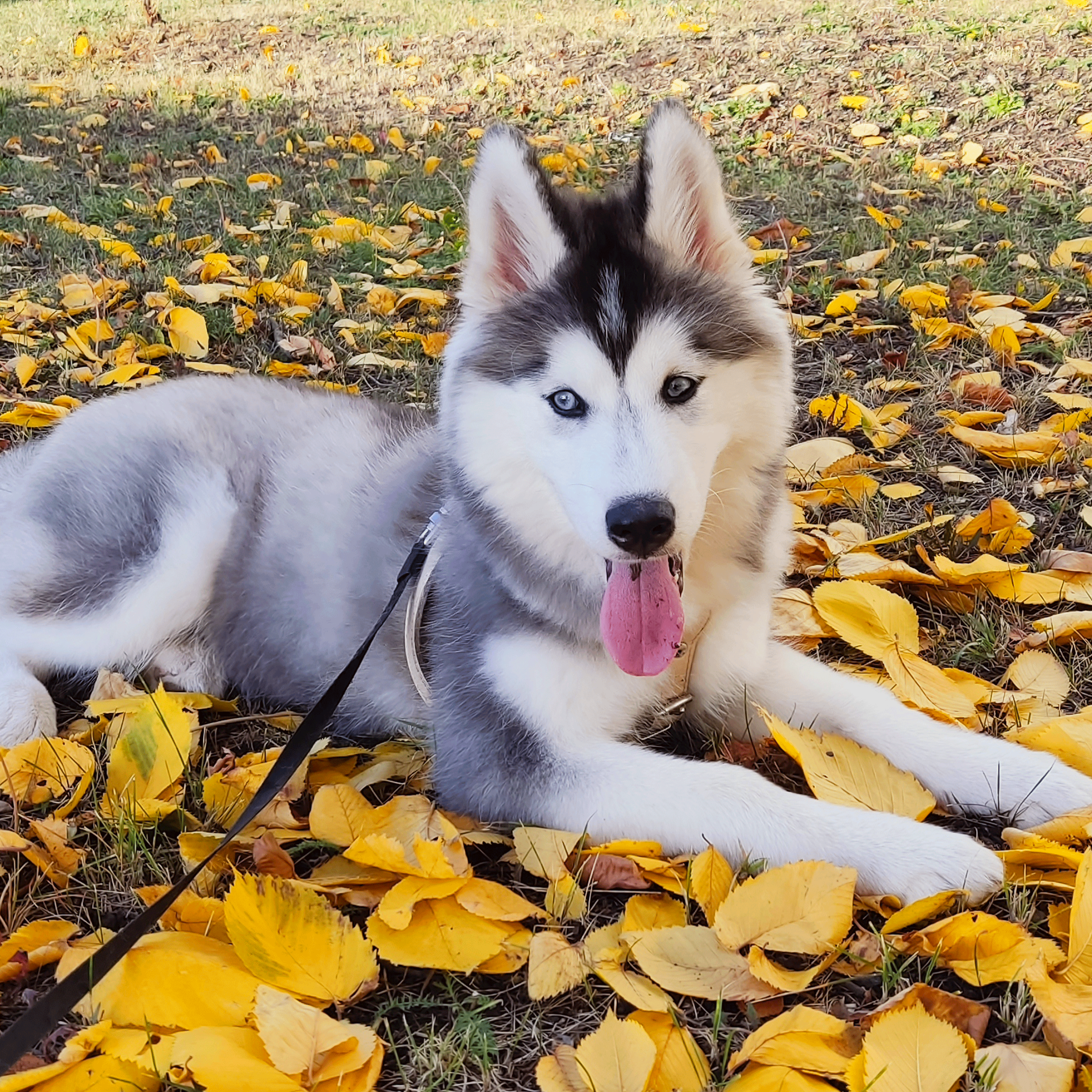 Хаски по имени Мани