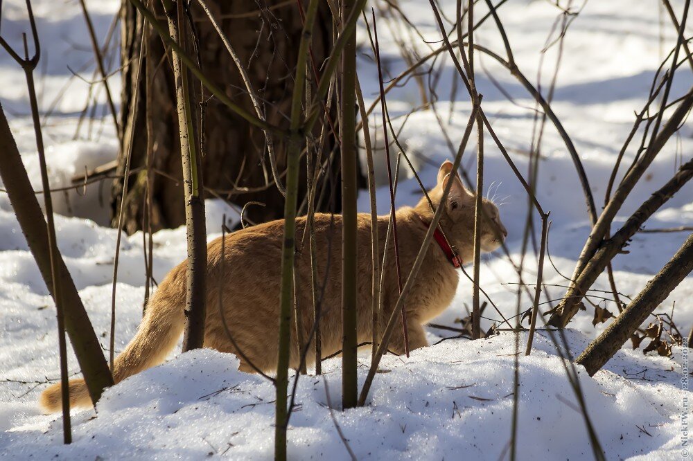 2. Котик в зимнем лесу... © NickFW.ru — 28.02.2022г.