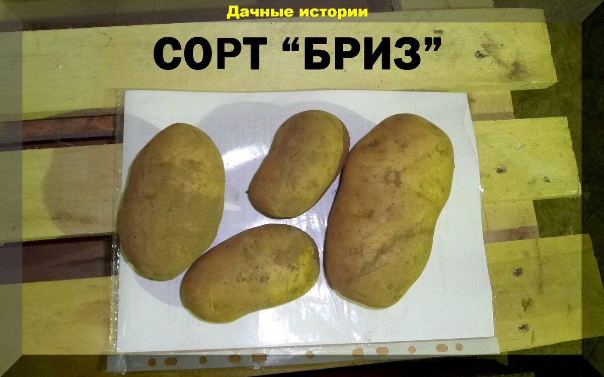 Картофель сорта Родриго: Фотографии и описание Эко-фокус Фотогалерея природы на 