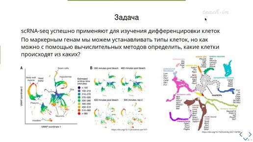 Бобровский Д.М.- Анализ транскриптомных данных - Лекция 13. Определение траекторий дифференцировки