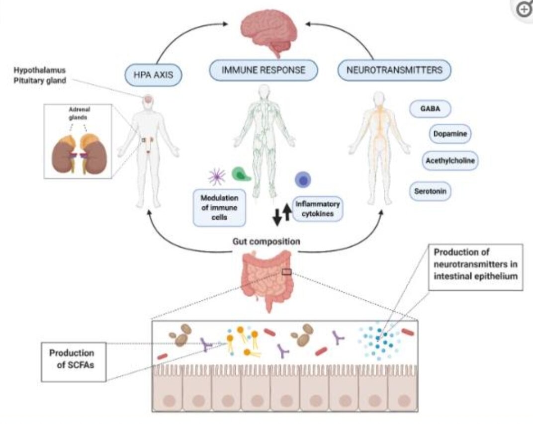 Напоминаю, что "ось кишечник - мозг" - это не только про связь через блуждающий нерв, нейротрансмиттеры, но и связь по "оси гипофиз-надпочечники".