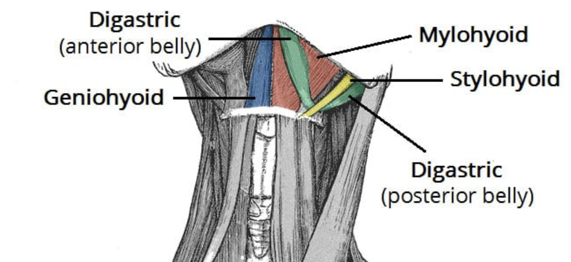 Мышцы подъязычной зоны (показаны цветом)