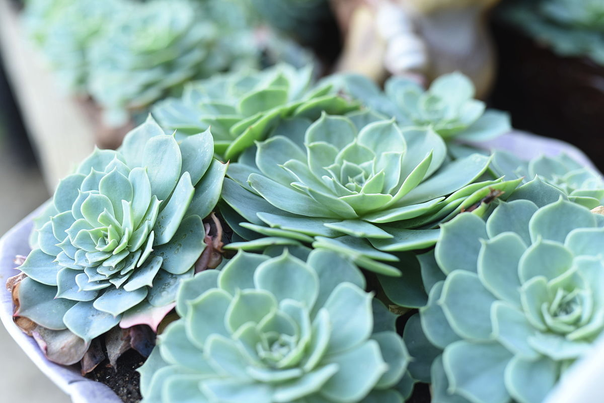 РЎСѓРєРєСѓР»РµРЅС‚ Echeveria peacockii