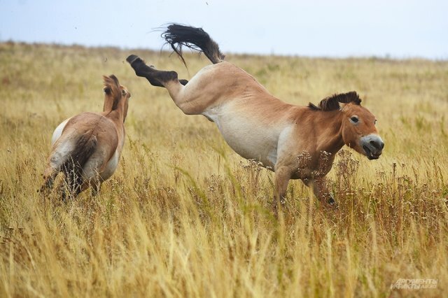    Кто такая савраска?