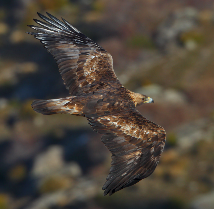 Величавые птицы. Беркут - Aquila chrysaetos (Linnaeus). Беркут Халзан. Золотистый Беркут. Степной Орел и Беркут.