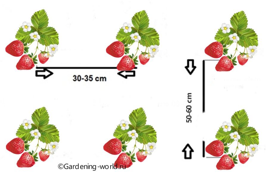 Схема посадки земляники садовой