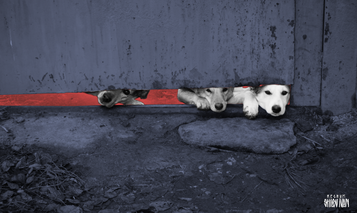    Бродячие собаки Иван Шилов © ИА REGNUM