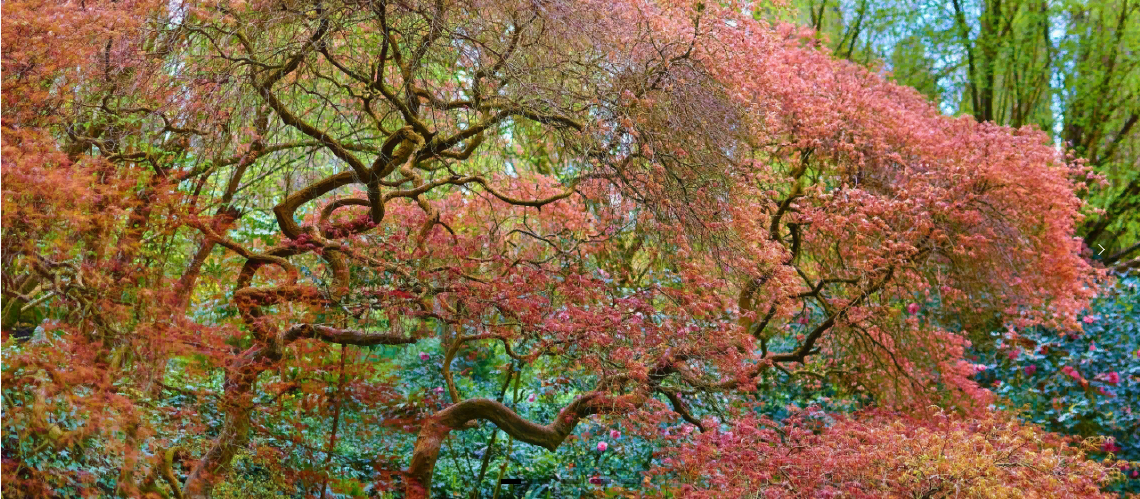 https://blogitalia.ru/la-giardino-ninfa