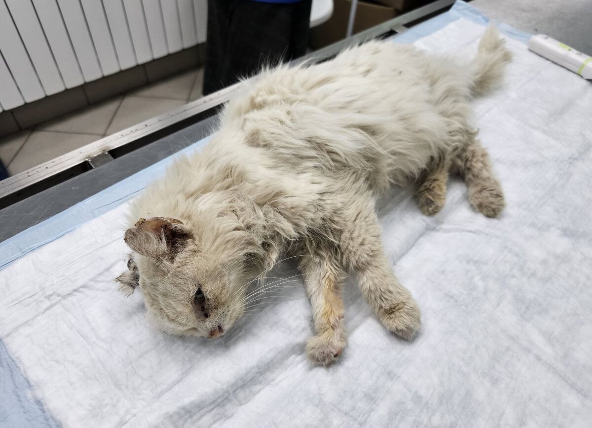 кот новости сегодня. киски. кот новости сегодня. котиков много не бывает картинки. котик с сосочкой.