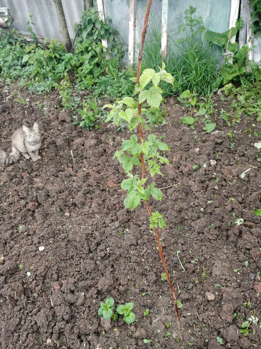 Малина (чёрная) спасибо вам, что помогаете, до винограда не дошла, дождь сыро ❤️❤️❤️+Мирчик