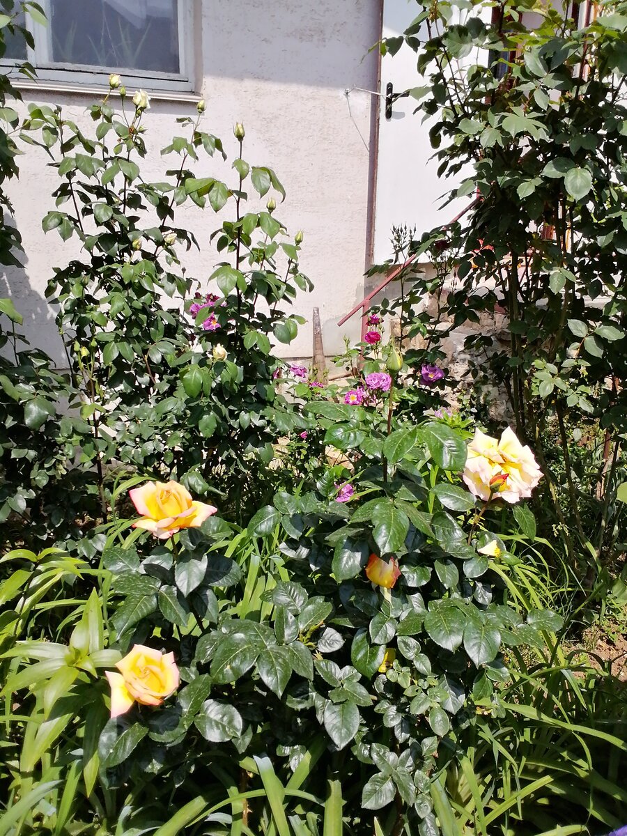 Начали цвести розы, пока еще только первые.