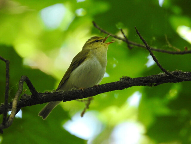    Соловьиная трель на открытой местности в безветренную погоду разносится на полтора километра