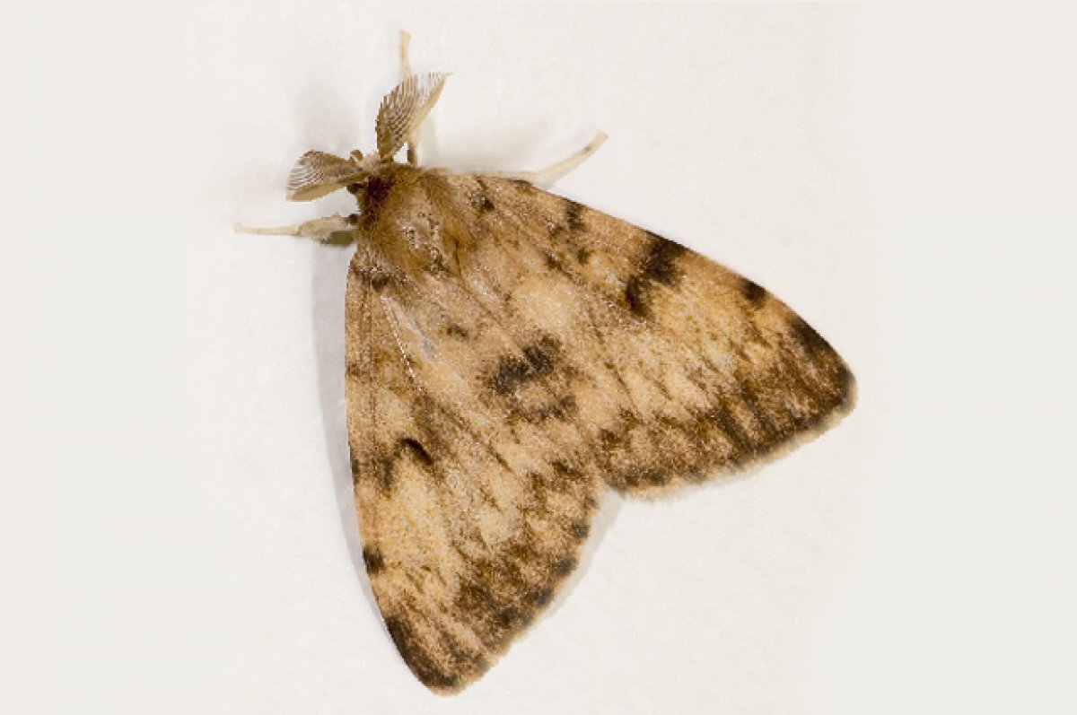    Жители Башкирии жалуются Радию Хабирову на нашествие шелкопряда