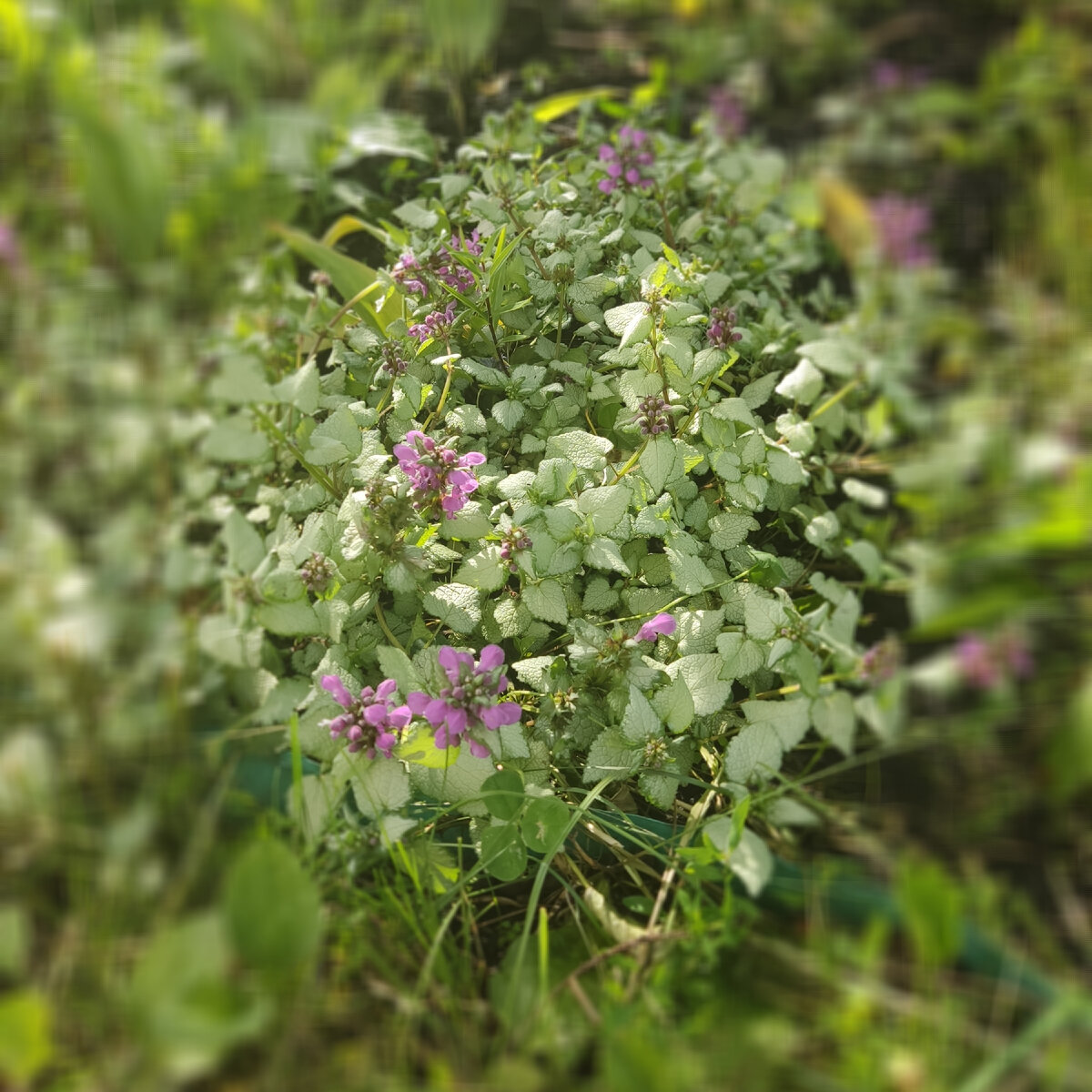 Малоуходная "синяя" клумба из представителей семейства яснотковых ...