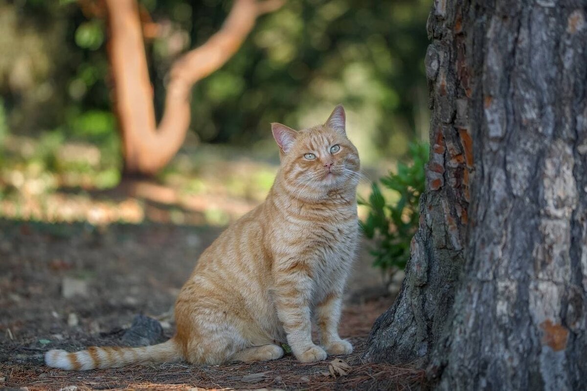 ���� � nikitasad.ru.