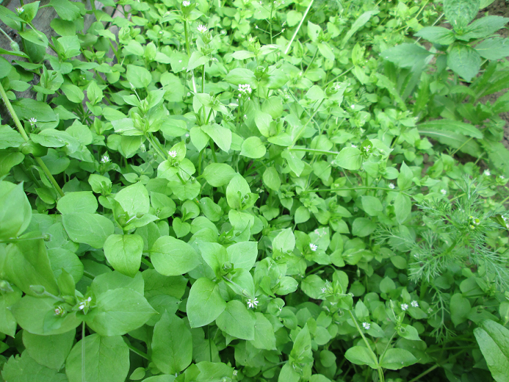 Мокрица (звездчатка) и ромашка пахучая